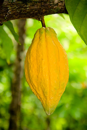 cocoa pod